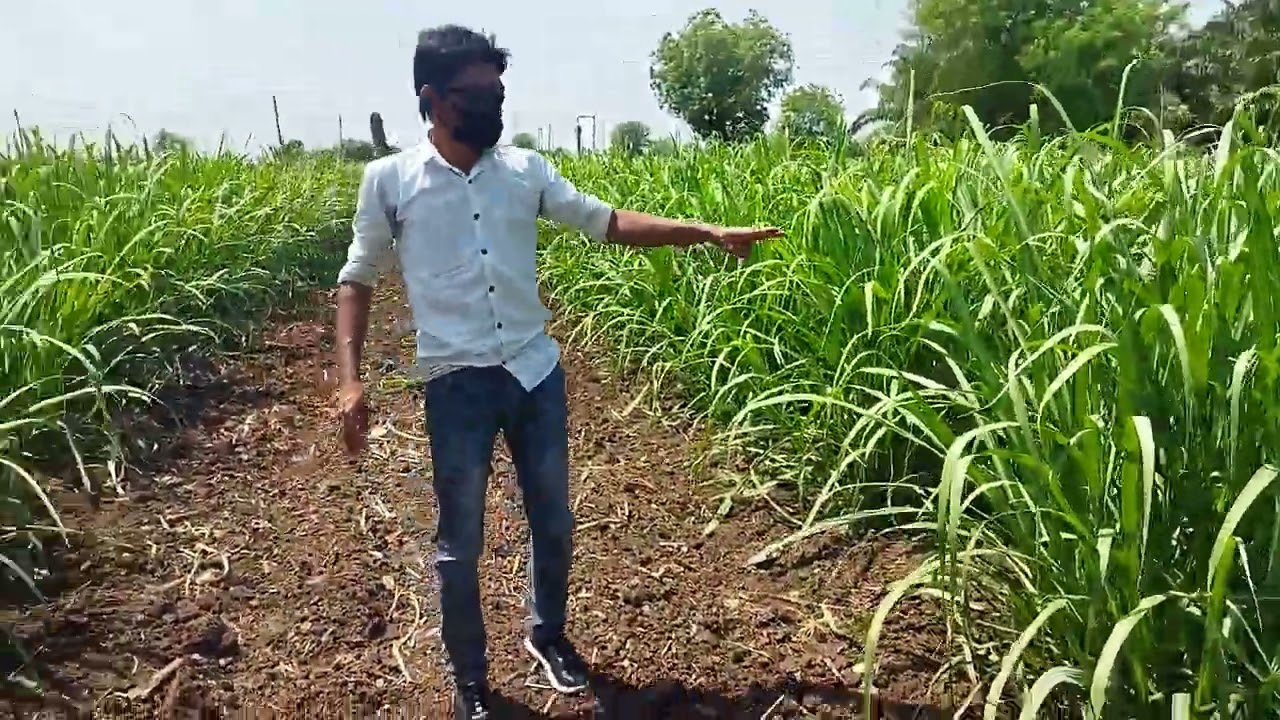 4339- R&D BK Sugar, BK गन्ना पोध गन्ने में बड़ा बदलाव Dr BALRAM KISAN के साथ 8966838222 किसानपाठशाला