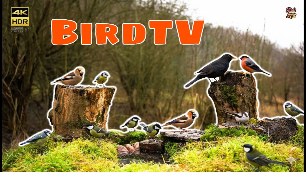 Birds for Cats to watch: Make Your Cat's Day: 4K CAT Entertainment #cattv #birdsforcats #nature4k