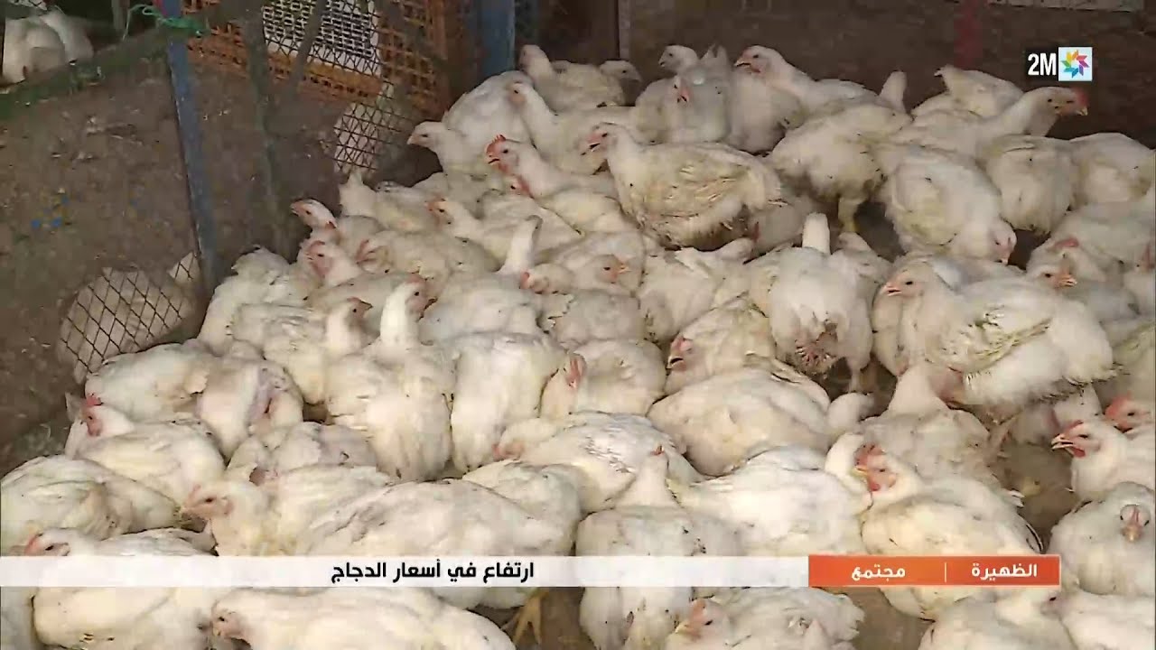 إرتفاع في أسعار الدجاج..التفاصيل في الروبورتاج