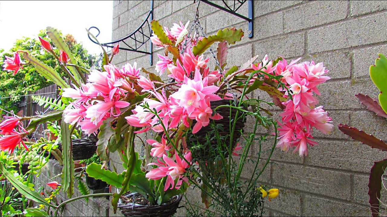 My Epiphyllum German Empress - Disocactus phyllanthoides with a bouquet of Blooms.