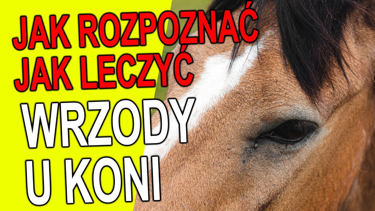Wrzody u Koni