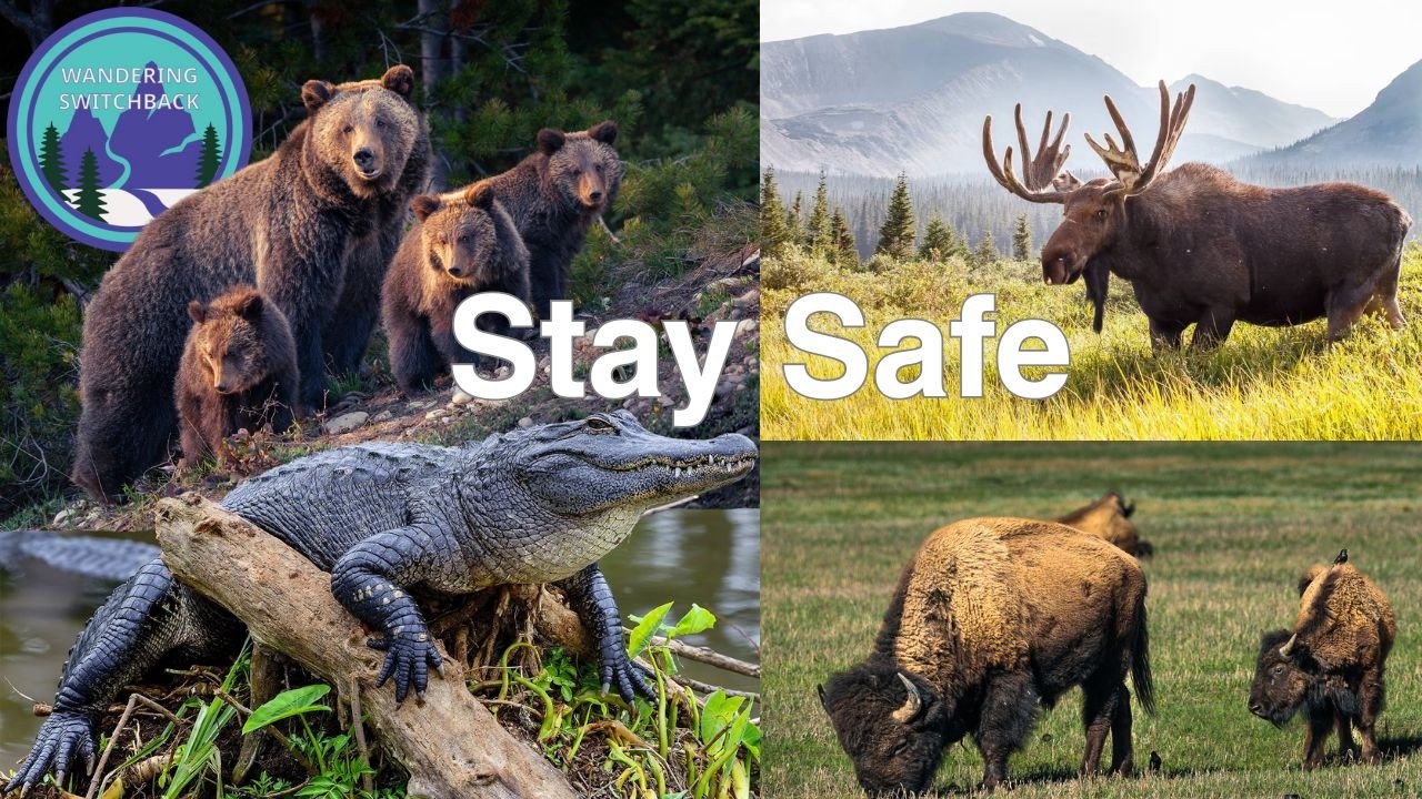 How To Prevent Negative Wildlife Encounters