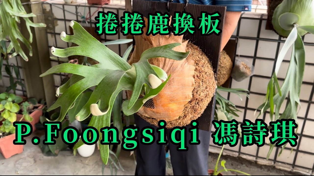 P.Foongsiqi 馮詩琪  捲捲鹿 換板分享