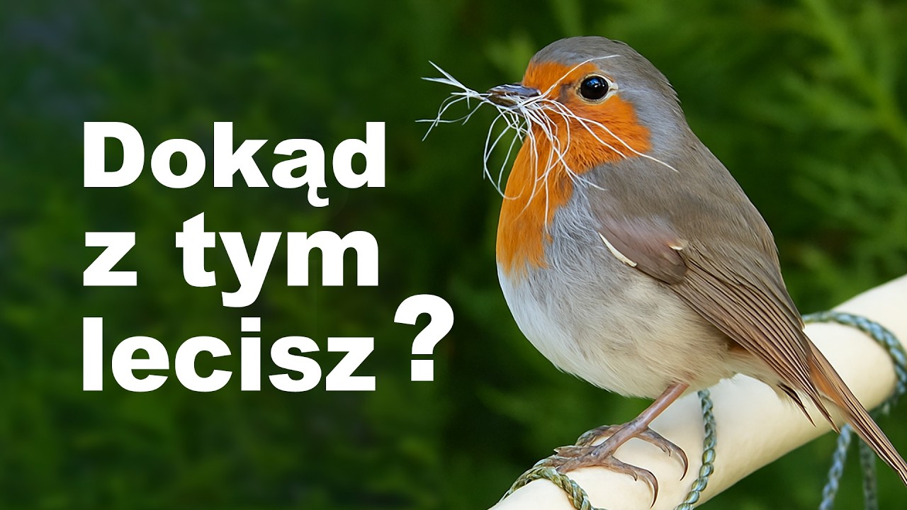 Sekrety Ptasich Gniazd - Małe Cuda Życia Obok Ciebie!