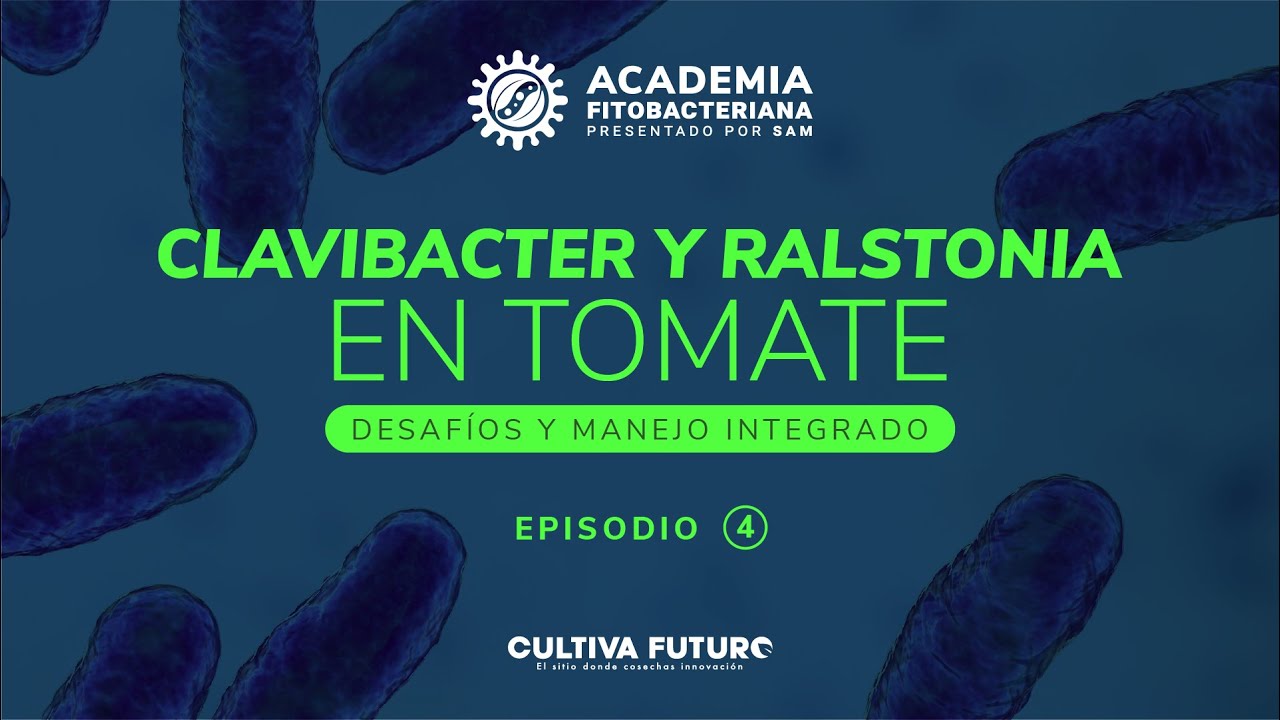 EPISODIO 4: CLAVIBACTER Y RALSTONIA EN TOMATE
