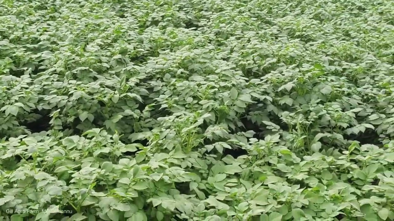 Potato 🥔🥔 different varieties. Gill Agro Farm Mian Channu. 📲 03007923223.