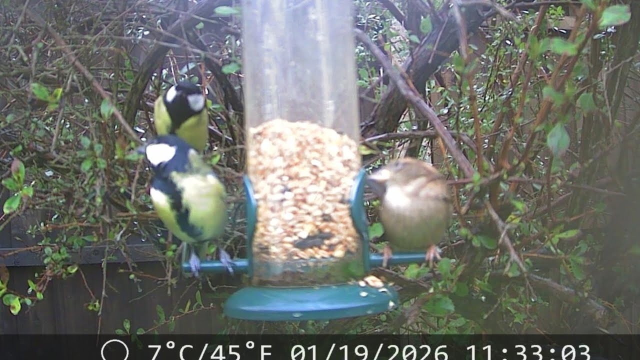 Bird Watching 