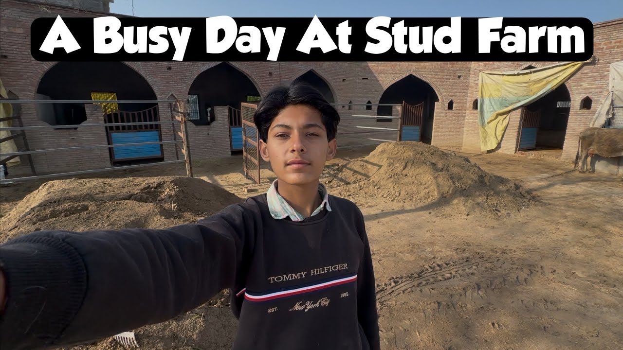 “What Really Happens at a Stud Farm in One Day 😳”
