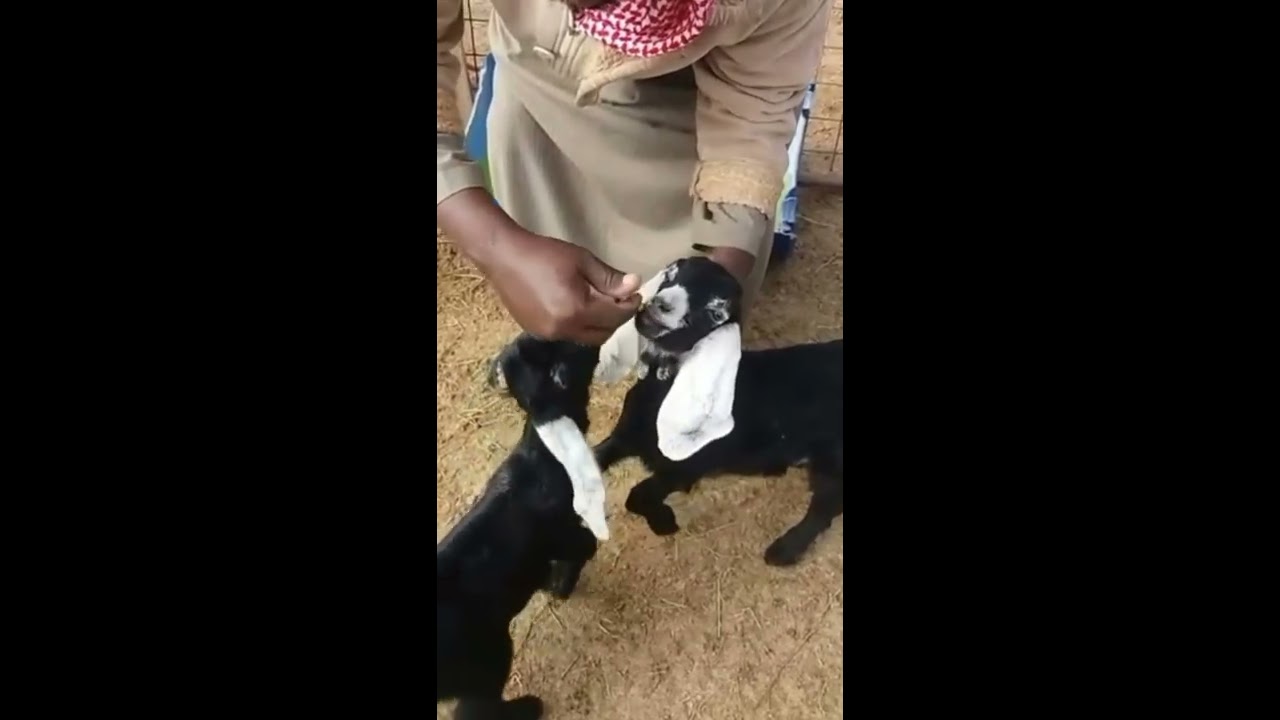 الاسهالات في مواليد الاغنام غالباً ماتسبب في النفوق وهو من اكثر المعوقات تجاه أي مربي جديد