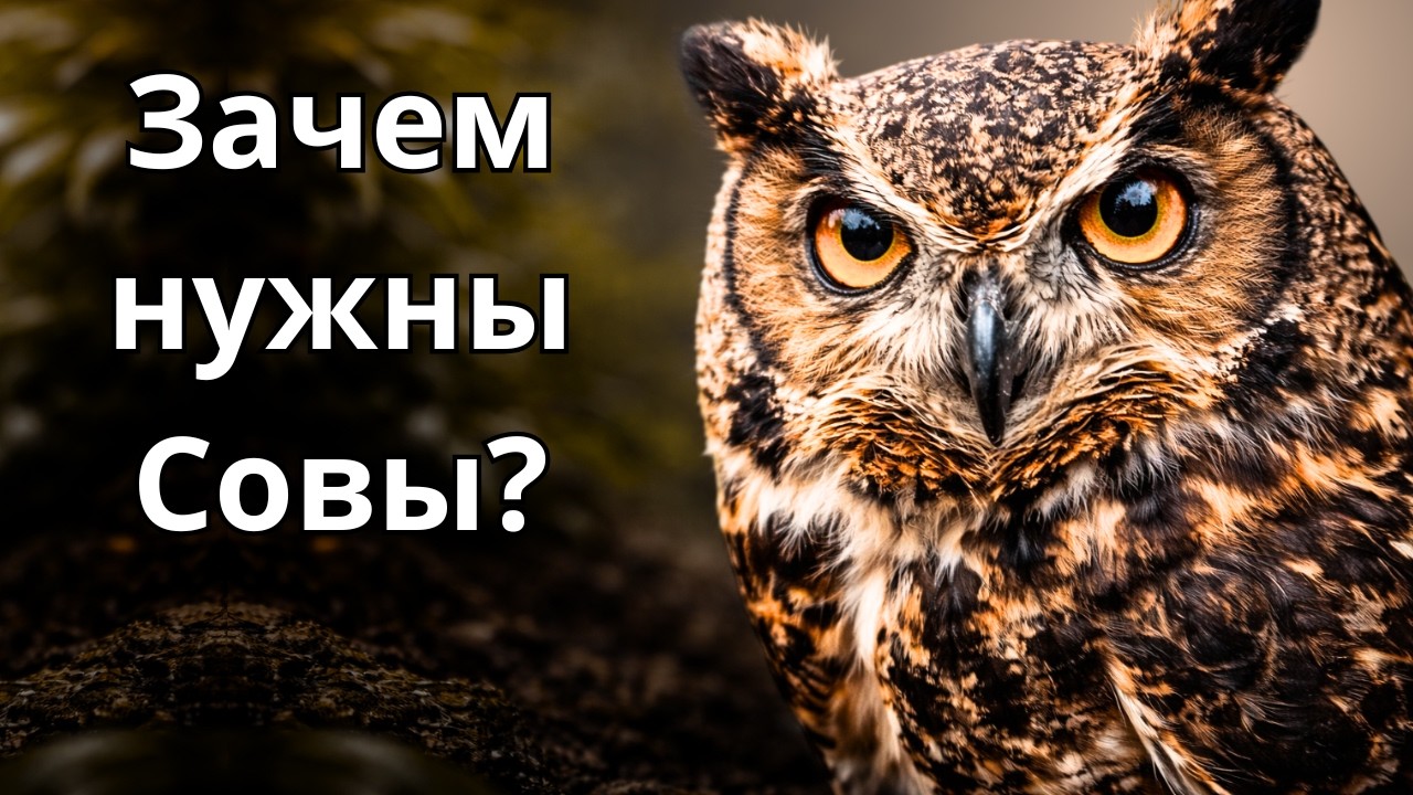 Совы: ночные охранники природы, о которых молчат
