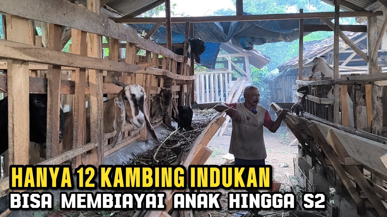 Pak sutar ternak kambing Jawa randu bisa biayai anak hingga S2