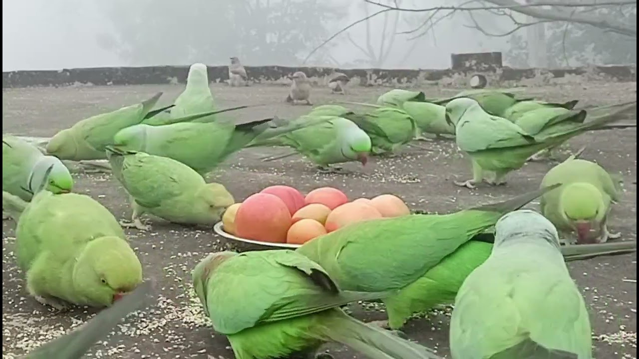 आज पैरेट टमाटर खा रहे हैं 🦜🦜👌👍