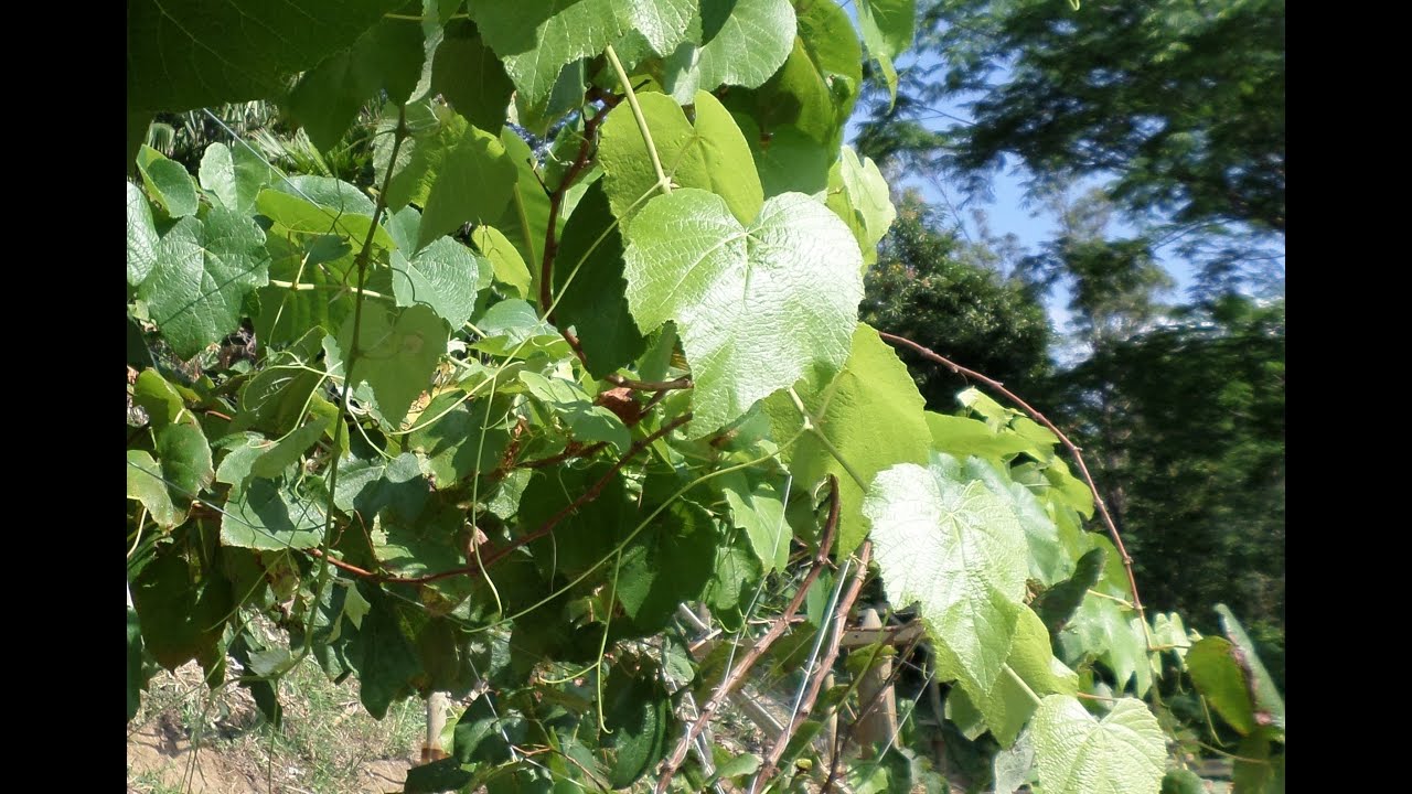 Fertilización pre-poda, Uva Isabella. Colombia.