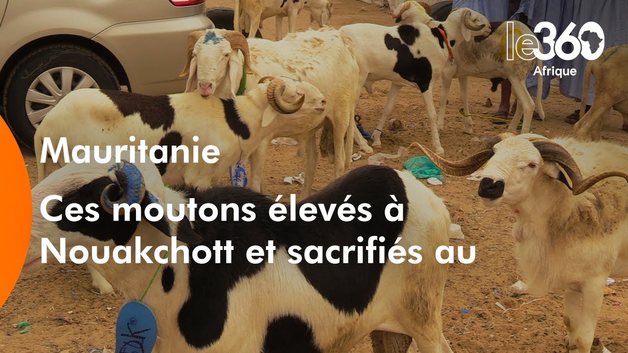 Mauritanie: les «moutons de case» de Nouakchott sacrifiés au Sénégal