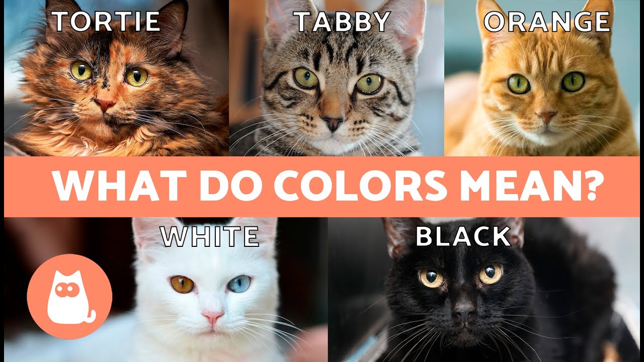 РАЗЛИЧНЫЕ ЦВЕТА КОШЕК 🐱🌈 Какое значение имеют ЦВЕТА ШЕРСТИ КОШЕК?