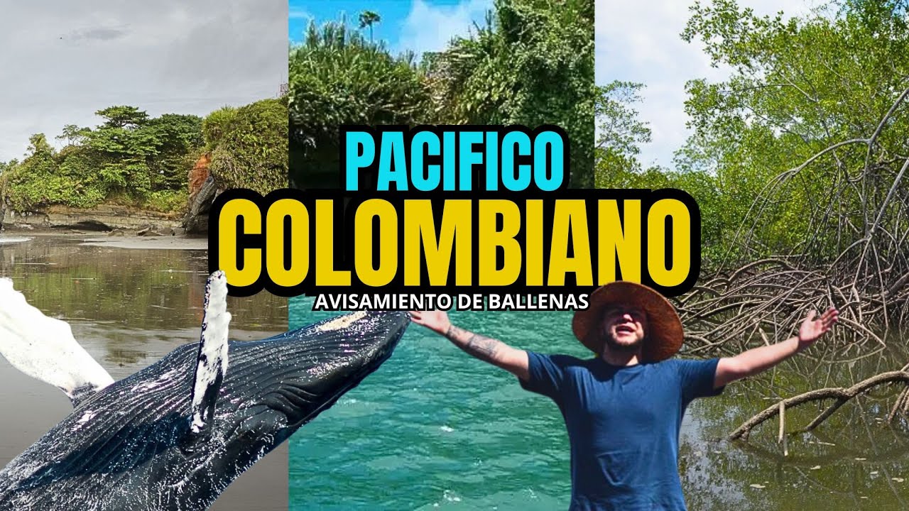 Avistamiento de BALLENAS pacifico colombiano BUENAVENTURA JUANCHACO LADRILLEROS #turismo #viajes