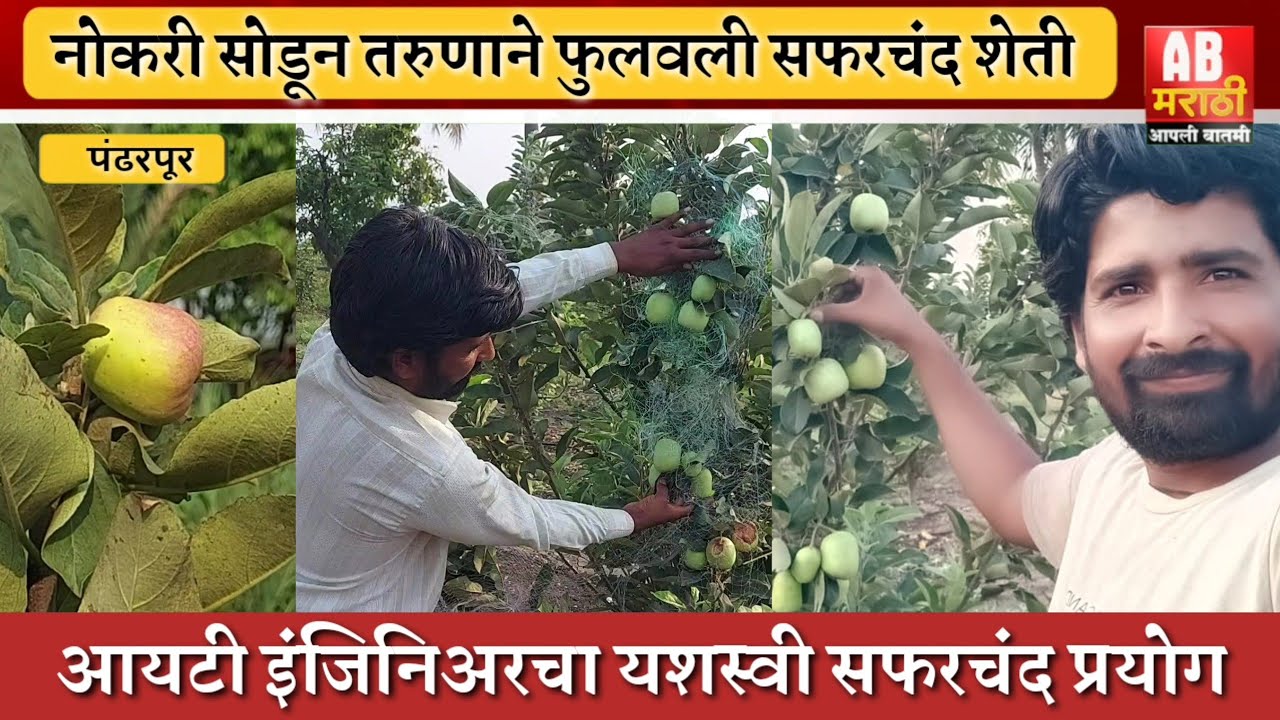 संडे स्पेशल | आयटी मधली नोकरी सोडून तरुणाने पंढरपूर परिसरात फुलवली सफरचंद शेती