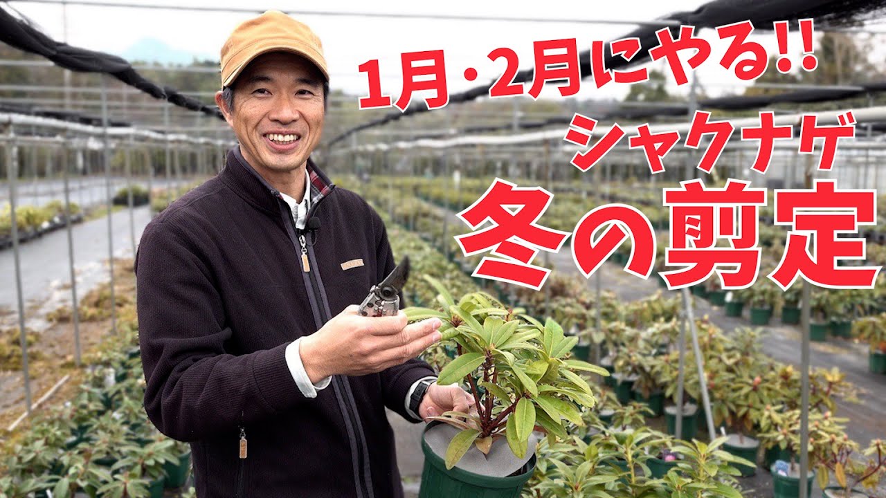 【シャクナゲ】1月･2月にやりたい！冬の剪定【赤塚植物園農場だより】