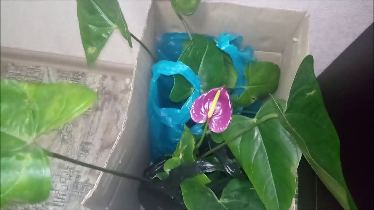 Получила цветы, сказать, что разочарована, этого мало.