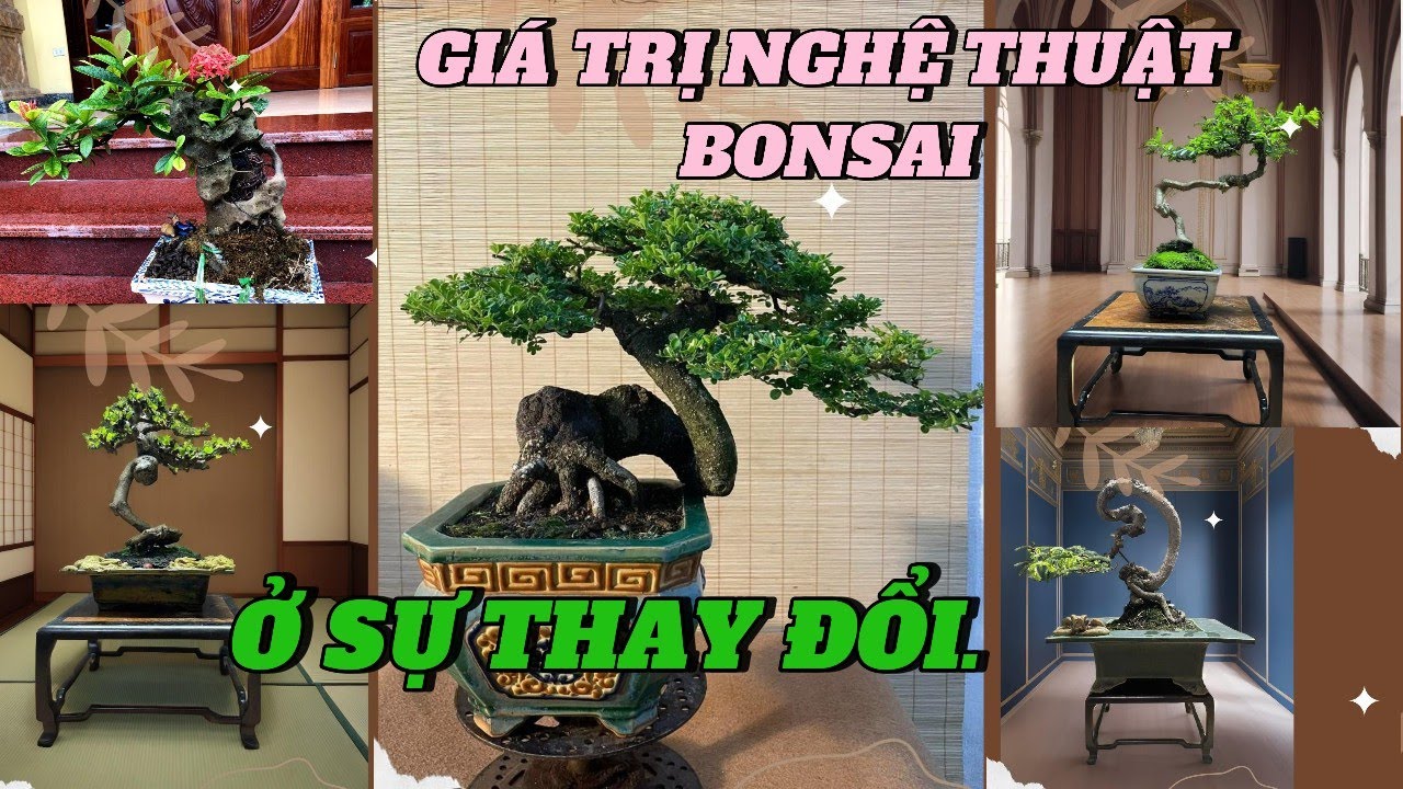 Cảm nhận của người chơi bonsai: Giá trị của nghệ thuật bonsai nằm ở sự thay đổi#bonsai #caycanh