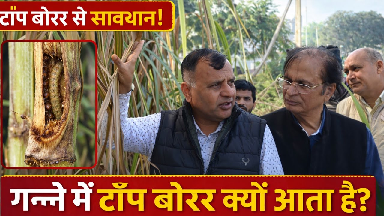 गन्ने  में  टॉप  बोरर की रोकथाम केसे करें 
