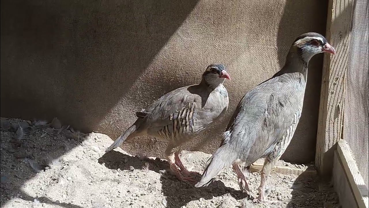 A little tips about chakor breeding and food in Urdu | keklike partridges