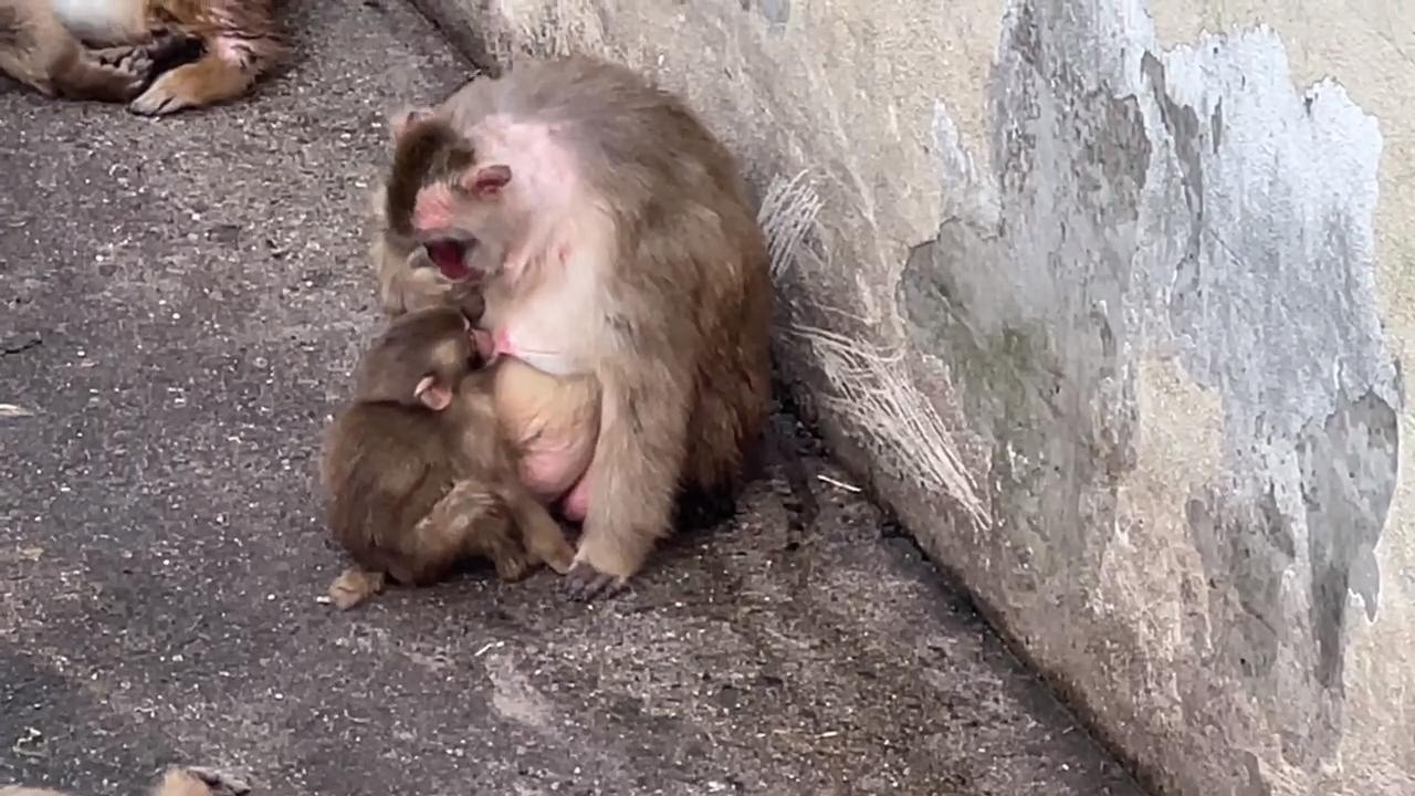 番外編 ミルクタイム！ヨシヨシちゃんスクスクちゃん【番外編】【桐生が岡動物園】ニホンザル