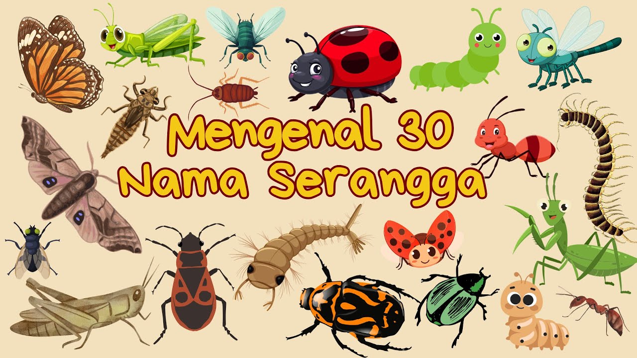 Belajar 30 Nama Serangga dalam Bahasa Indonesia dan Bahasa Inggris | Learn Insect Names
