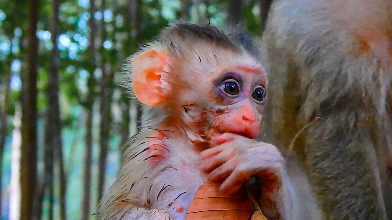 Update on baby Boris's condition 28/02/26