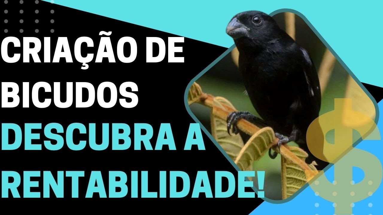 CRIAÇÃO DE BICUDOS A OPORTUNIDADE QUE VOCÊ ESTAVA ESPERANDO!
