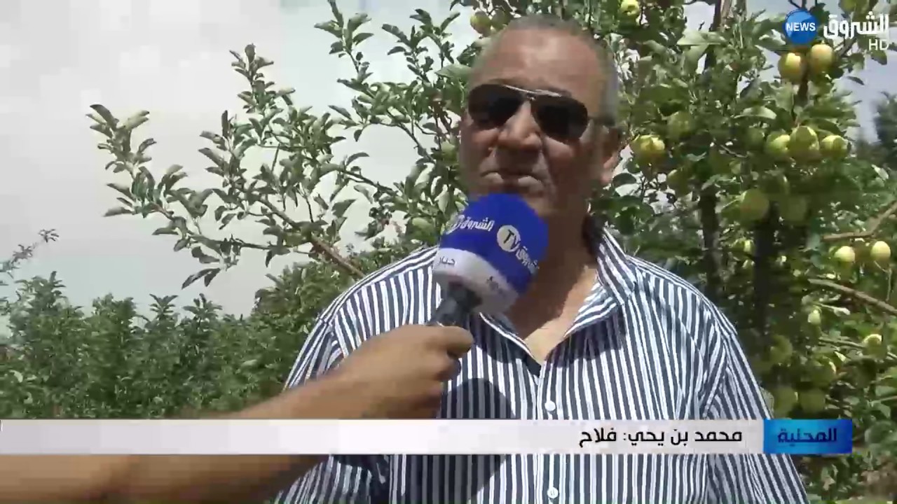 البيض: منتوج 14 ألف شجرة مثمرة بشعبة الطين مهدد بالضياع