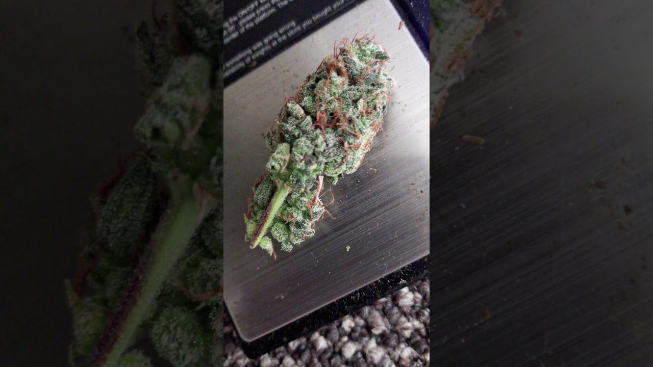 cream caramel auto satdica seeds from dope seeds