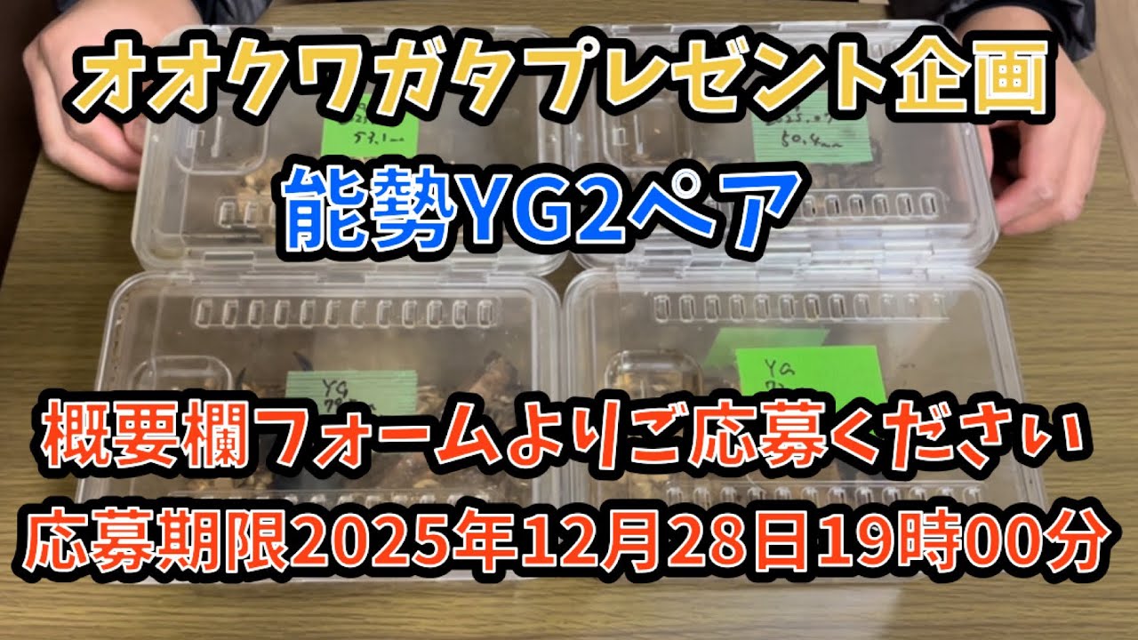 オオクワガタプレゼント企画　概要欄フォームより　応募期限2025年12月28日19時00分