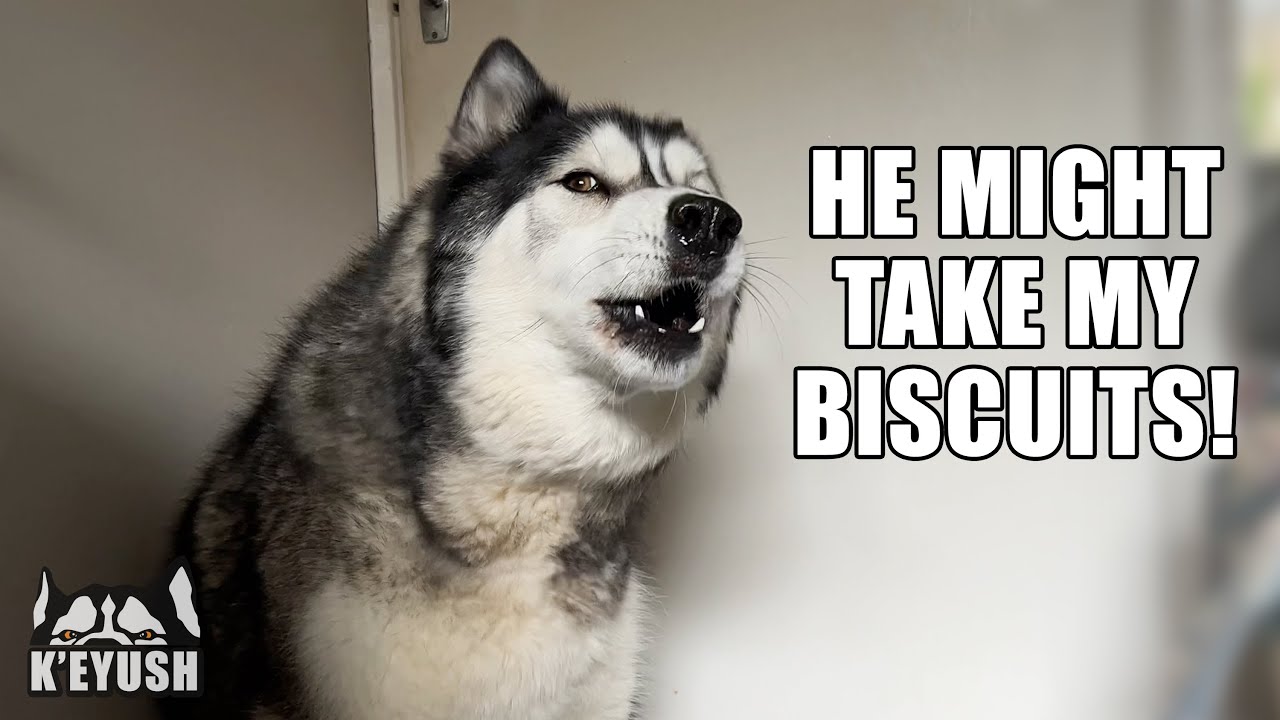 Husky Suspicious of The Plumber in the House!