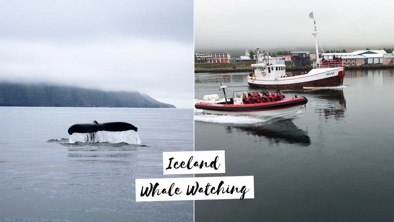 RIB Boat Whale Watching 🐋 | Where to see Humpback whales in ICELAND?!