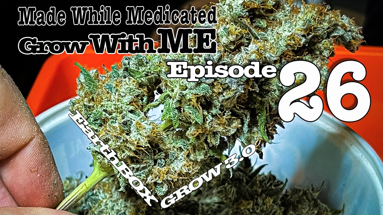 MarionBerry CHOPPED and DRY ! - Grow With Me - Episode 26 | Earthbox Grow 3.0