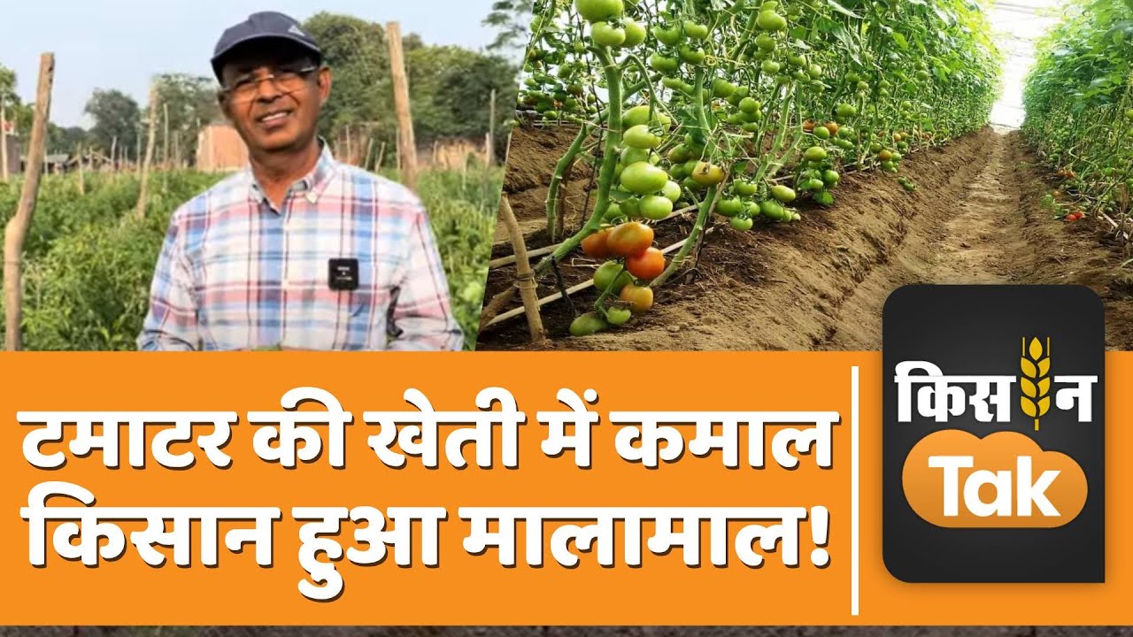 Tomato Farming: टमाटर की खेती में अपनाई ये विधि, आज इस पद्मश्री किसान की बदली जिंदगी | Kisan Tak
