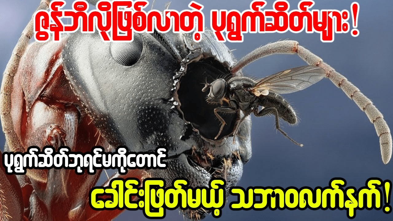 😱ဘာကြောင့် ယင်ကောင်တွေက ပုရွက်ဆိတ်တွေကို ချေမှုန်းရတာလဲ??
