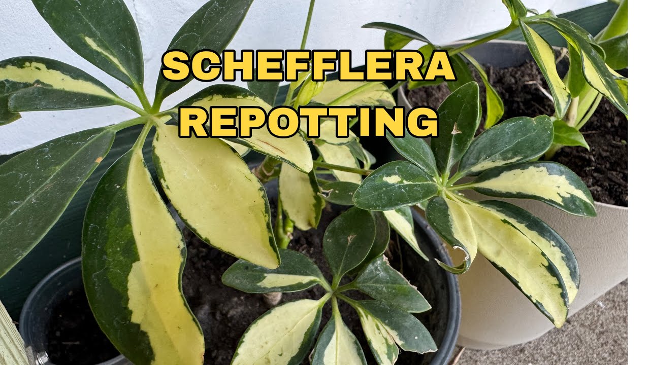 Umbrella Plant Repotting Tips Every Beginner Should Know.🌱