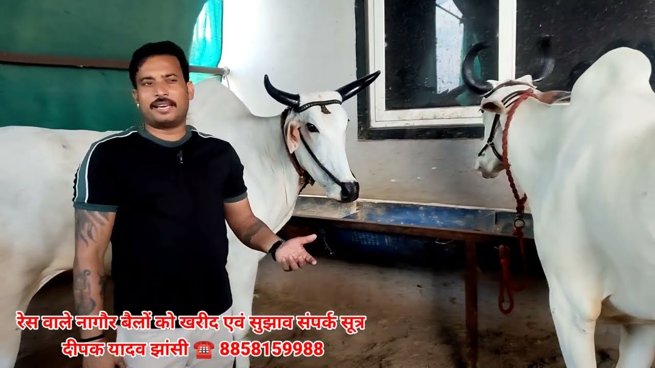 Pashu Mela nagauri bail नागौर बेल सफद घोंड़े जैसे खूबसूरत घोड़े को पाछाड Nagaur Cattle Fair 2025