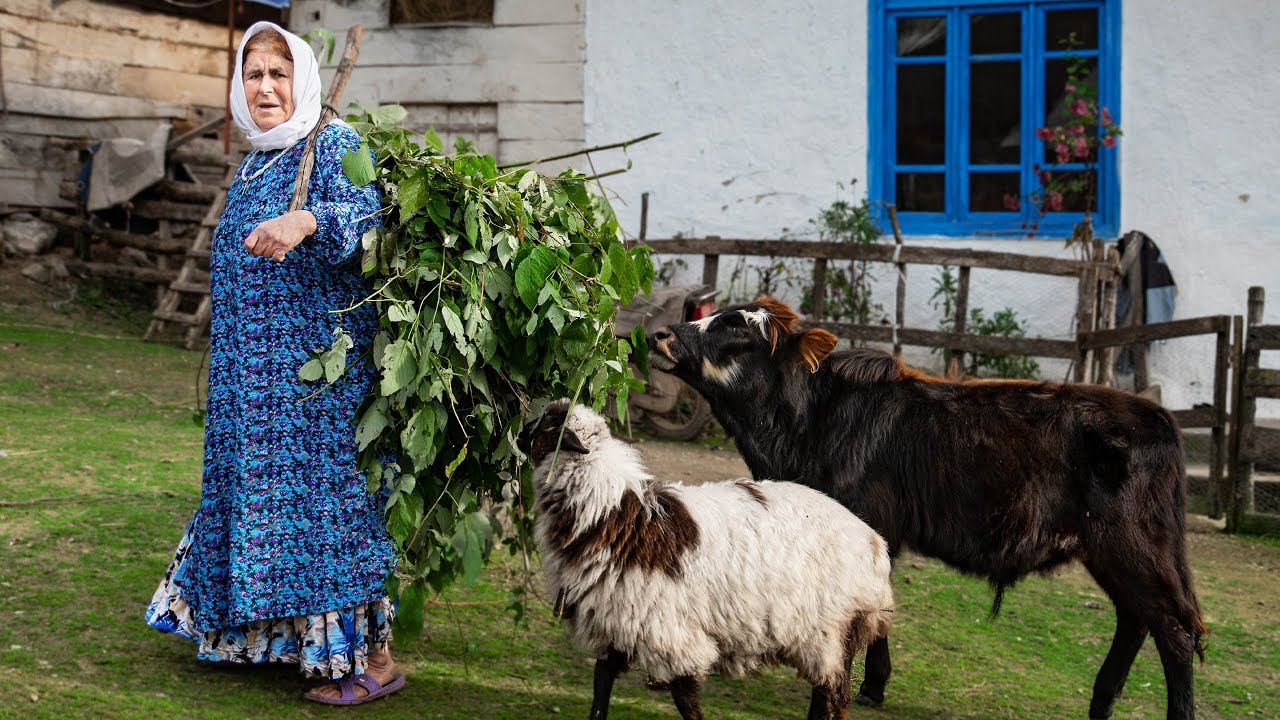 Grandma's Life in Talesh Village Mountains - Silent Days Alone