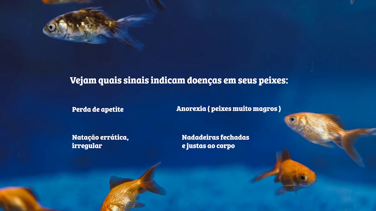 15 Sinais de Doen&ccedil;as em Peixes Ornamentais