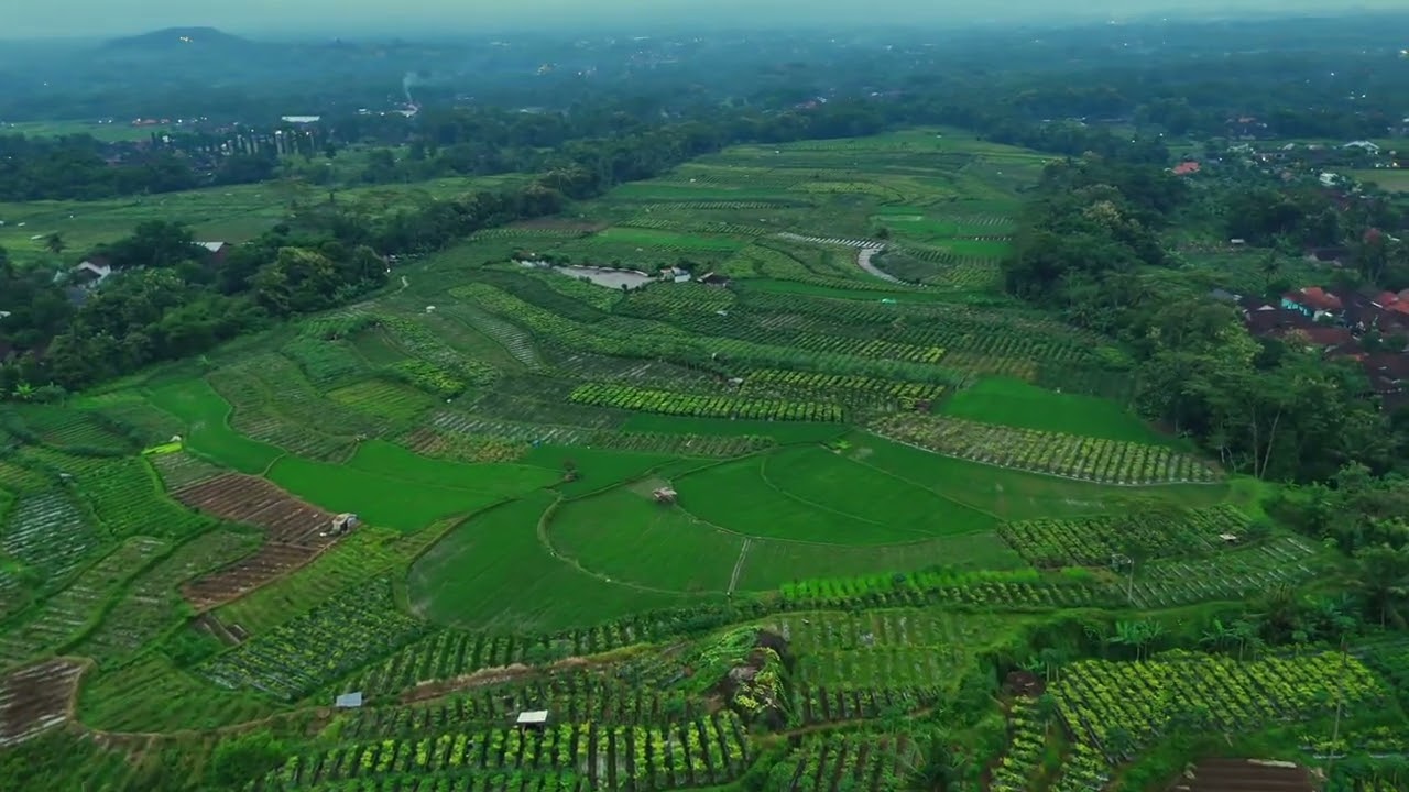Aerial Drone View Rise Field In Magelang #dronevideo #cinematic #dji #drone #magelang 