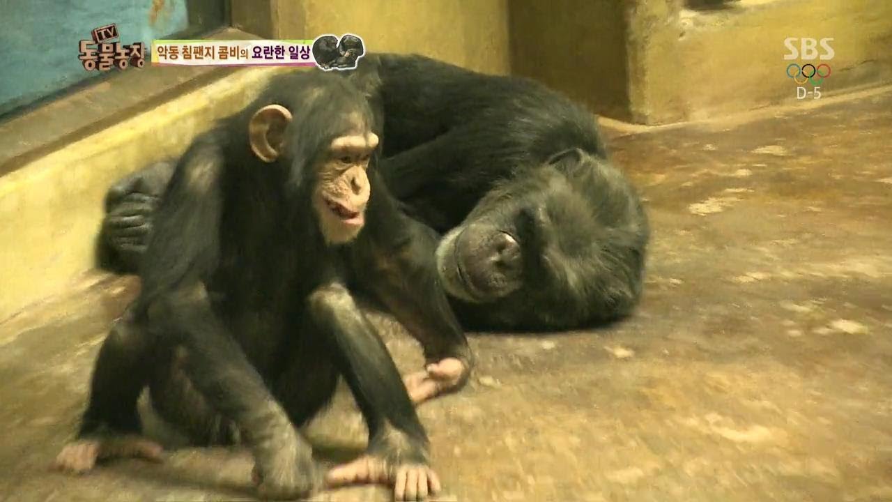악동 침팬지 콤비의 요란한 일상 @TV동물농장 140202