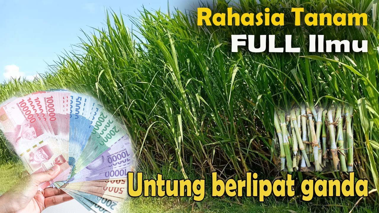 anak muda sukses investasi rumput pakchong