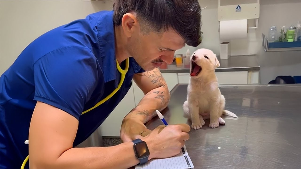 These Puppies Did THIS… Internet Lost It 😂🐶🔥