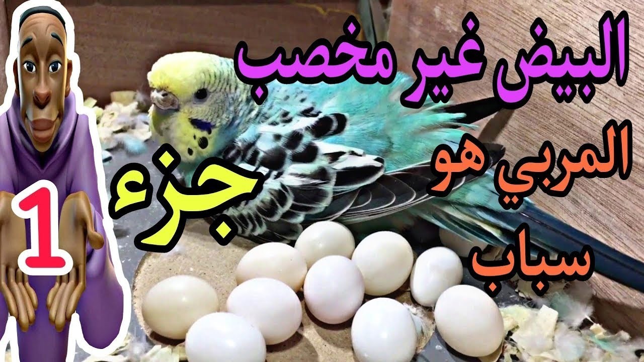 البيض غير مخصب😎 من سبب المربي #تغدية#طائر#الجزء الاول