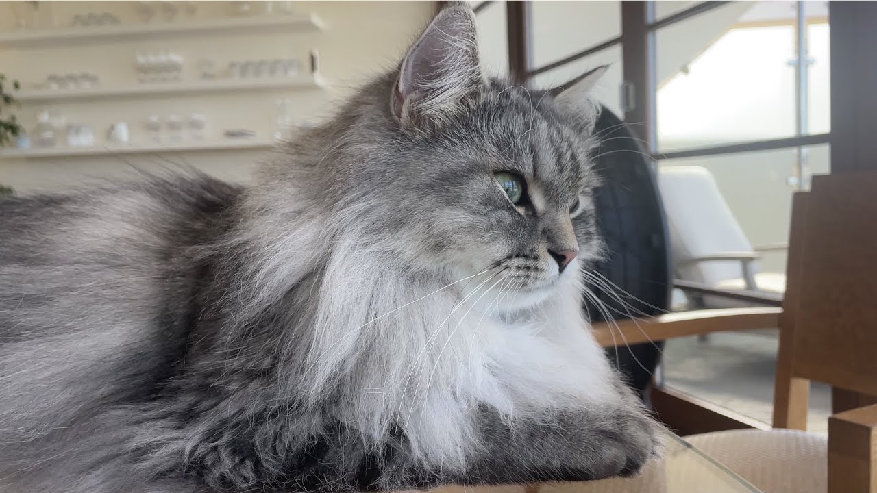 Siberian cat a little eck eck eck