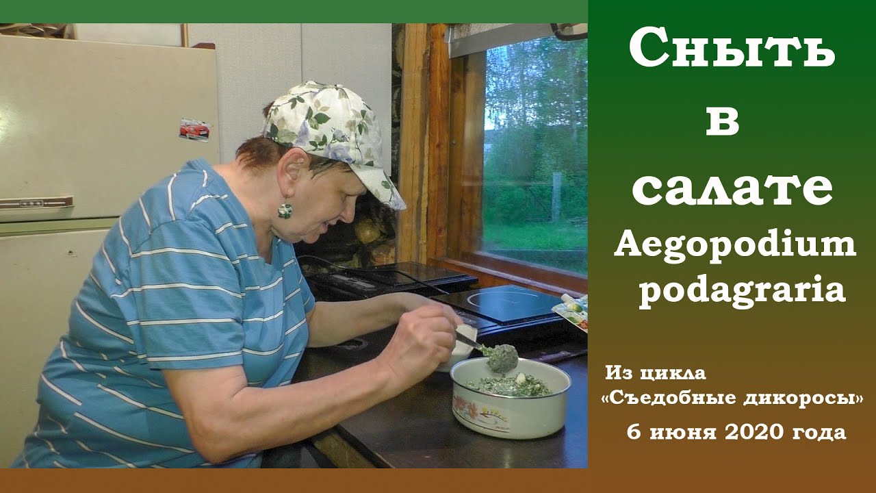 Сныть в салате. Aegopodium podagraria.