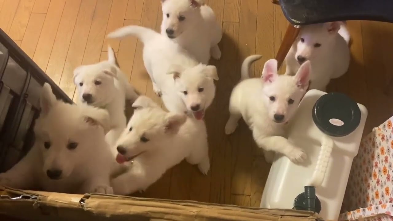7匹の【ホワイトシェパード】子犬たちの成長記録！